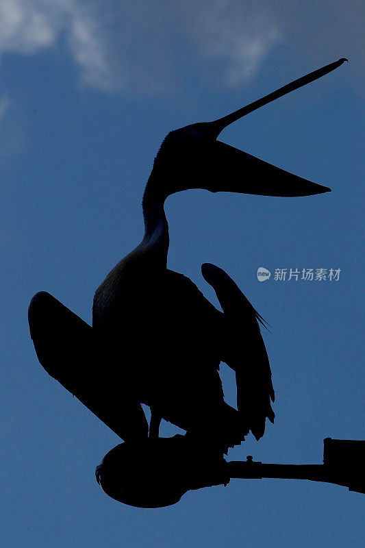 鹈鹕(Pelecanus conspicillatus)